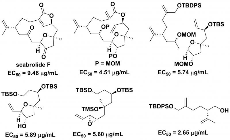 Towards Non-Toxic Antifouling Agents: A Novel Method for Total Synthesis of Scabrolide F