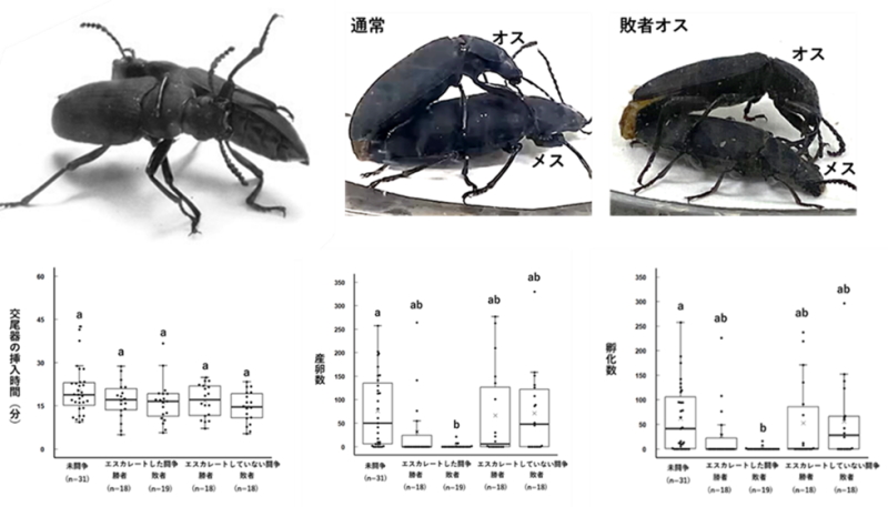 雄間闘争で脚を噛まれて負けた甲虫のオスは、交尾のときに踏ん張れない～ライバルに脚を噛まれたオスは残せる子の数が減る！～