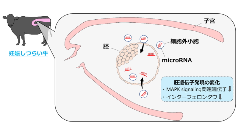 牛における不妊メカニズムの一端を解明〜子宮内microRNAが胚の細胞増殖・分化を阻害する可能性〜