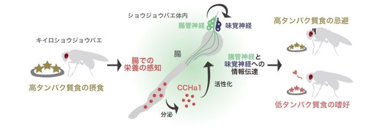 腸内分泌ホルモンによる摂食嗜好性の調節〜タンパク質の摂りすぎを防ぐメカニズムと重要性〜