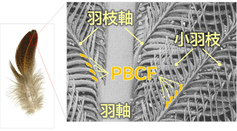 鳥類の羽毛形成に関わる新規遺伝子「PBCF」を発見～羽毛の進化と発生のメカニズムに新たな光～