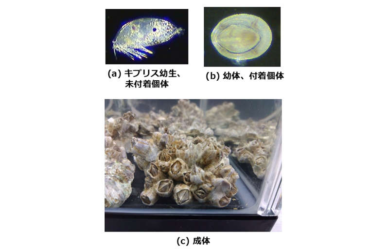 船舶に固着して燃費の悪化を引き起こすフジツボに対する新たな付着阻害剤を発見！～毒性を示さない環境に優しい防汚塗料の開発に期待～